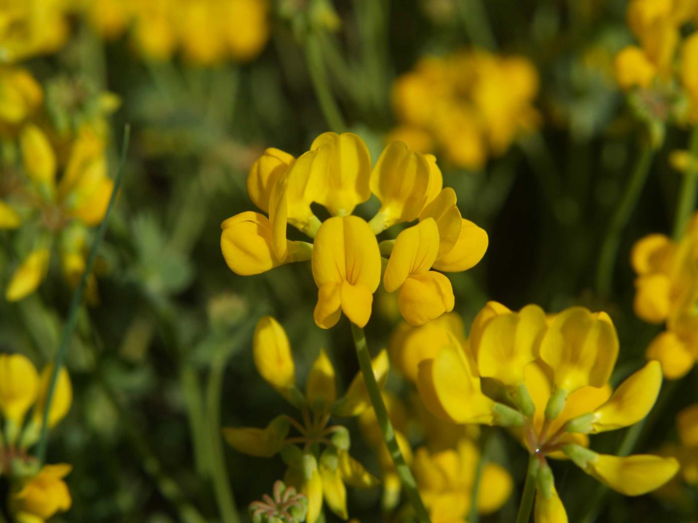 Scorpion vetch, [Glaucous] flower